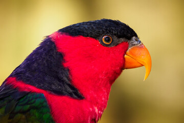 Portrait of a lori parrot head. - obrazy, fototapety, plakaty