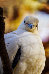 Portrait of a two-colored pigeon.