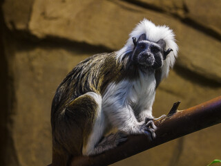 Little monkey with a white mane on his head.
