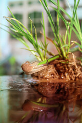 small snail on the grassy ground
