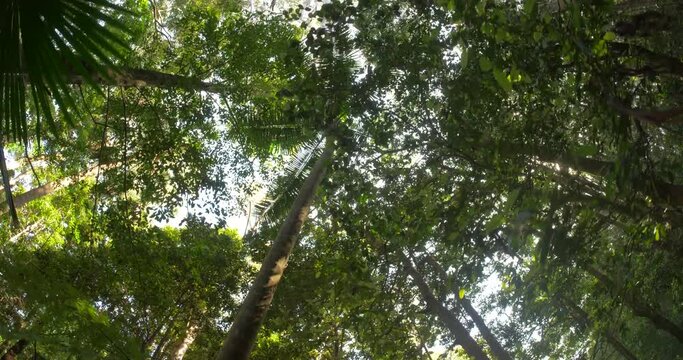 Rainforest jungle tree canopy wilderness natural ecosystem environment 