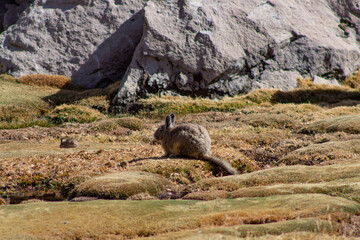 Fototapeta premium vizcacha rocas