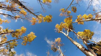 leaves on blue sky