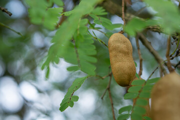 Sweet tamarind and leaf on the tree. Raw tamarind fruit hang on the tamarind tree in the farm with natural background
