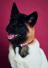 Smiling American Akita dog