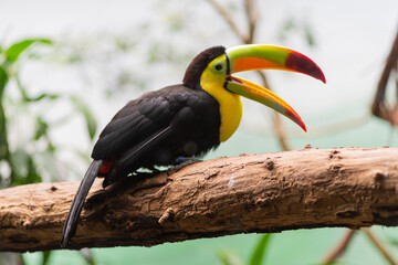 Keel-billed toucan