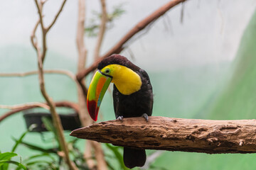 Keel-billed toucan