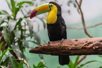 Keel-billed toucan