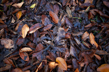 autumn leaves on the ground