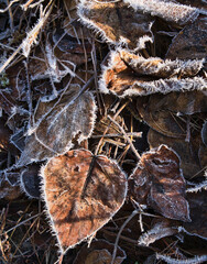Frost covered dead leaves in fall