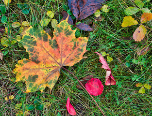 Colorful fall leaves on grass