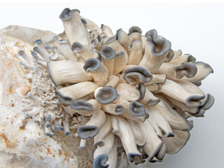 Oyster mushrooms growing from kit