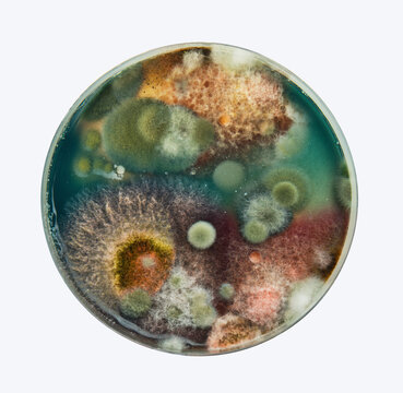 Various colorful mold types in a petri dish