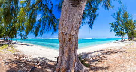 Filaos sur plage paradisiaque de l’Hermitage, Saint-Gilles-Les-Bains, île de La Réunion 