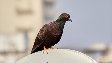 Rock Pigeon