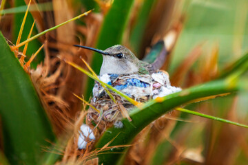 Mother Hummingbird on Nest