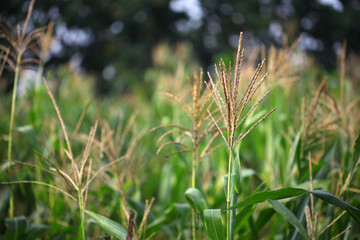 Corn flower in the field