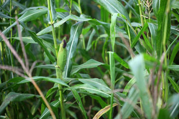 Green field with young corn