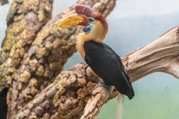 Wreathed hornbill