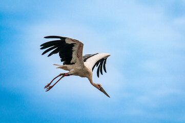 stork in flight