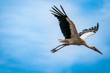 stork in flight