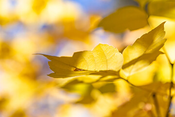 Fall Leaves