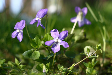 Fototapeta premium Sunny spring morning in the garden. In gentle blue flowers the viola bush blossoms.