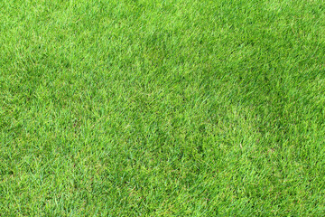 緑の芝生