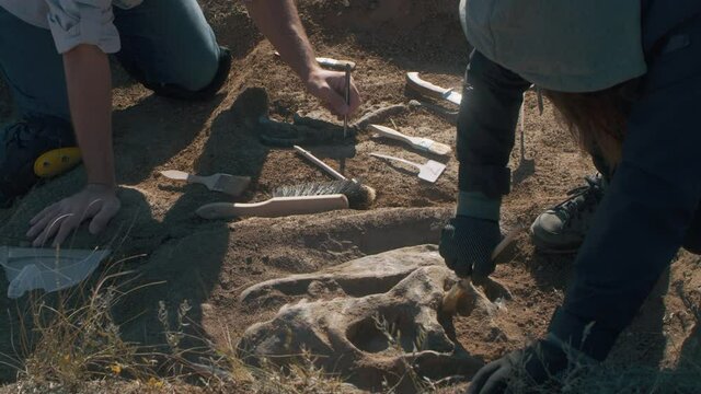 Anonymous archaeologists digging out dinosaur skeleton