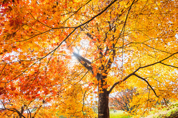 Obraz premium 大峰高原の紅葉