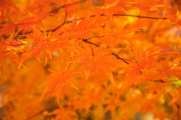 オレンジ色の紅葉　