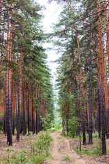 Obraz premium country road in a summer pine forest