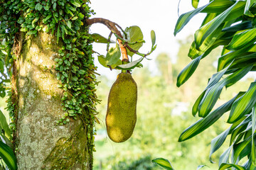 Jackfruit or Pohon Nangka is the name of a kind of tree, as well as fruit.

Jackfruit trees belong...