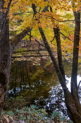 紅葉　水鏡　矢ノ原湿原