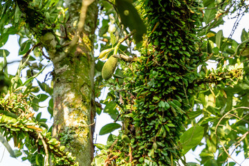 Jackfruit or Pohon Nangka is the name of a kind of tree, as well as fruit.

Jackfruit trees belong to the Moraceae tribe, the scientific name is Artocarpus heterophyllus. selective focus. defocus