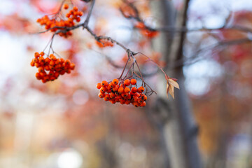 Berries of mountain ash branches are red on a blurry autumn background. Autumn harvest still life scene. Soft focus backdrop photography. Copy space.