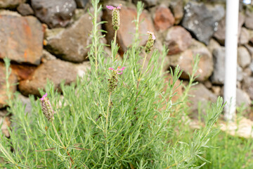 Flowers of French lavender or Lavandula stoechas field. Lavender in the garden. The aromatic French Provence lavender grows in the field.