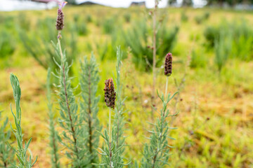 Flowers of French lavender or Lavandula stoechas field. Lavender in the garden. The aromatic French Provence lavender grows in the field.