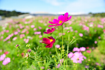 コスモス