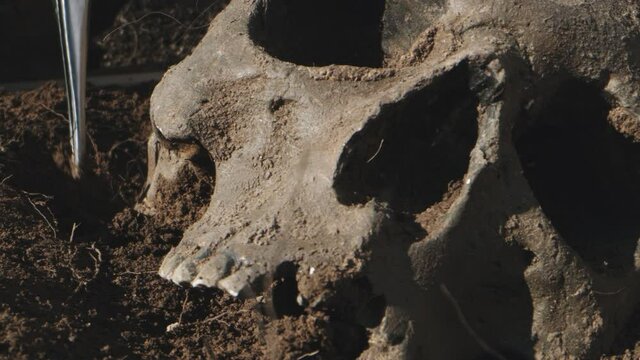 Excavation process of human skull