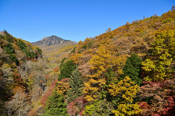 八ヶ岳の紅葉
