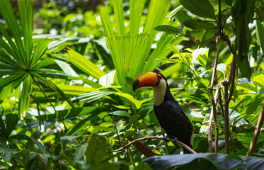 Channel-billed toucan (Ramphastos vitellinus) with a colorful orange beak in a lush rainforest