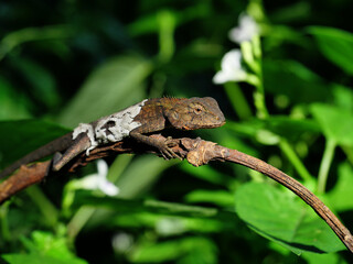 Closeup Molting Oriental garden or Eastern garden or Changeable lizard with  natural green leaves in the background