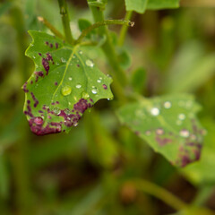 purple spotted leaf encrusted with dew drops in spring