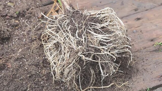 The root system on the Cala zantedeschia plant close up - In process of repotting - many crowded roots - Gardening concept
