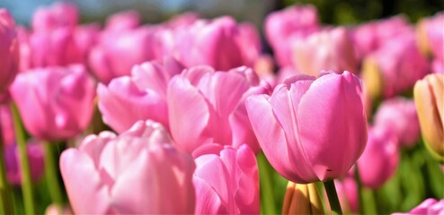 Beautiful pink tulips flowers in full bloom at the park during spring. HD wallpaper. Copy space