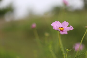 Fototapeta premium Close up photo of cosmos flower