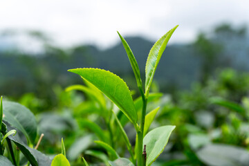 Obraz premium tea garden in hills station