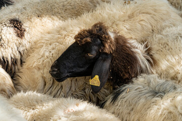 Naklejka premium Black head of a sheep on the background of white wool of a flock of sheep