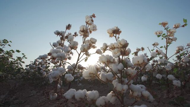 fluffy, boll, fiber, farm, plant, growth, harvest, textile, crop, cultivated, industry, bud, cotton, field, flower, ripe, agriculture, autumn, cotton plant, farming, fibre, grow, horizontal, material,